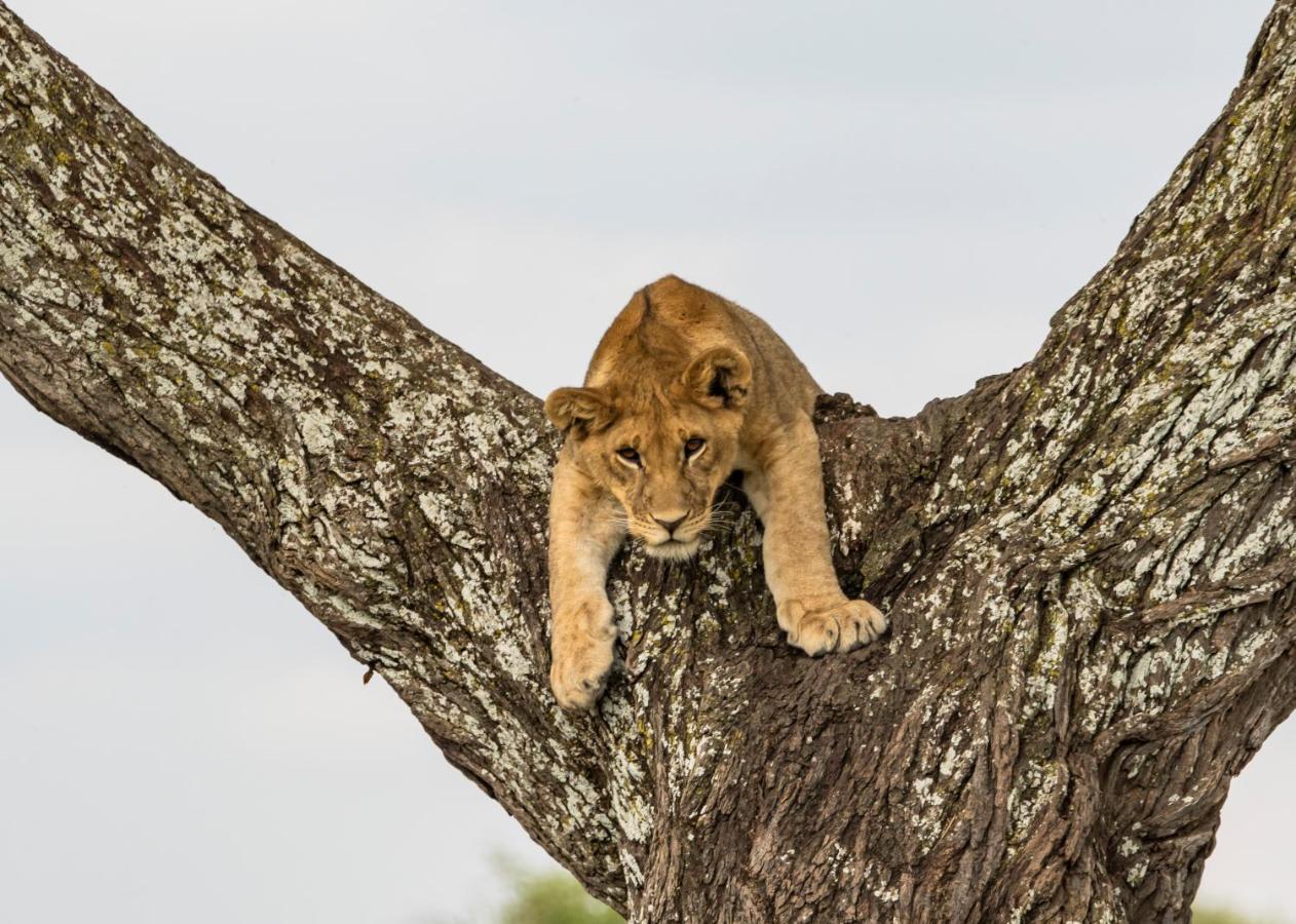 Ngorongoro Lodge Member Of Melia Collection - The Leading Hotels Of The World Exterior foto
