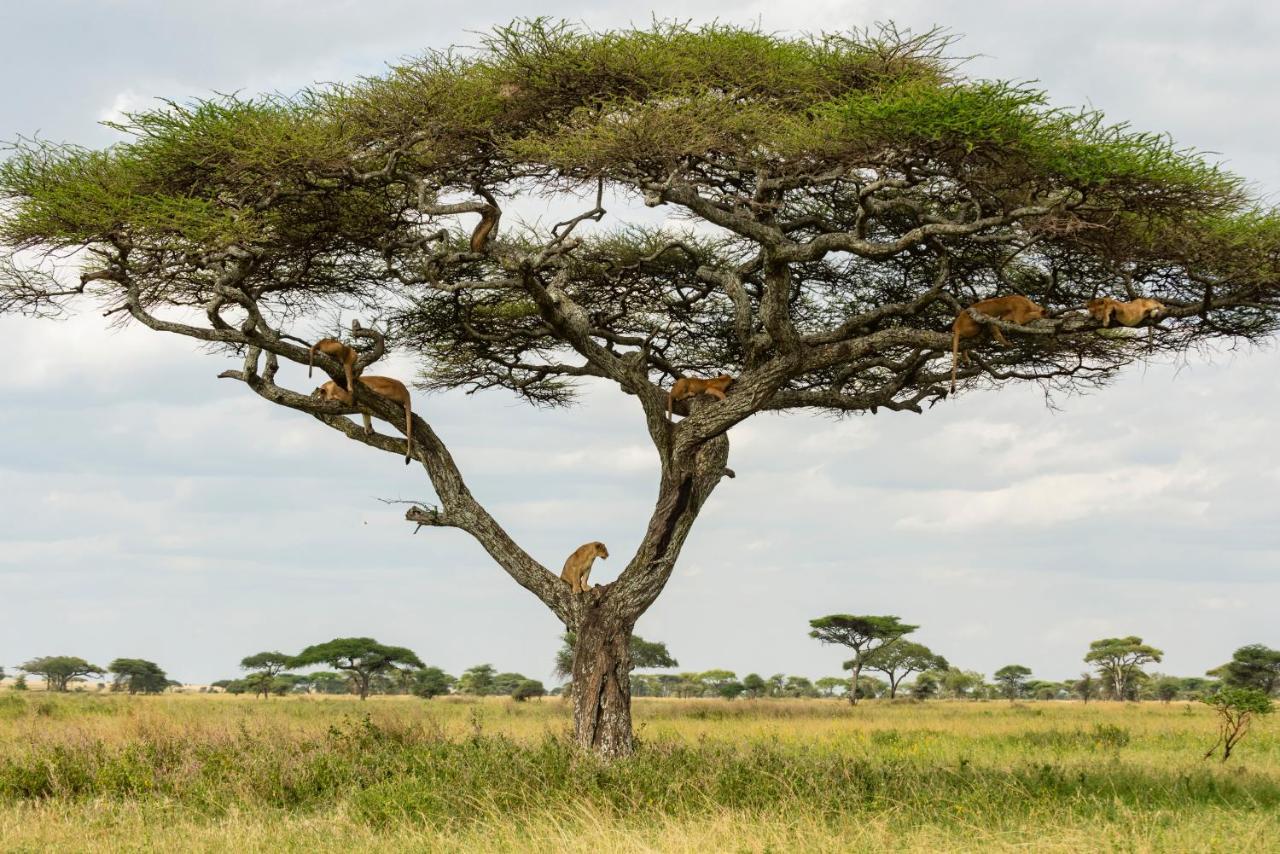 Ngorongoro Lodge Member Of Melia Collection - The Leading Hotels Of The World Exterior foto