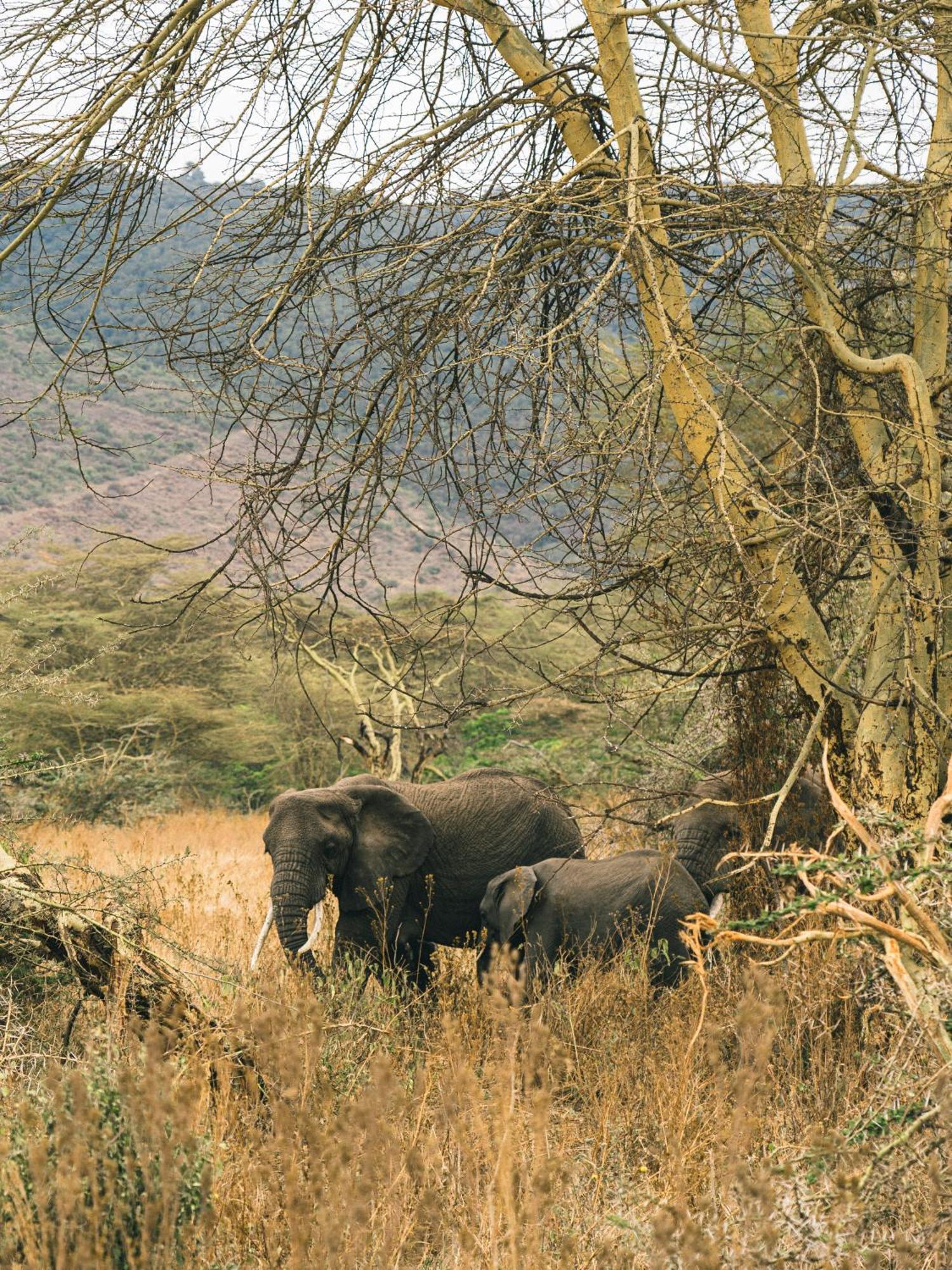 Ngorongoro Lodge Member Of Melia Collection - The Leading Hotels Of The World Exterior foto