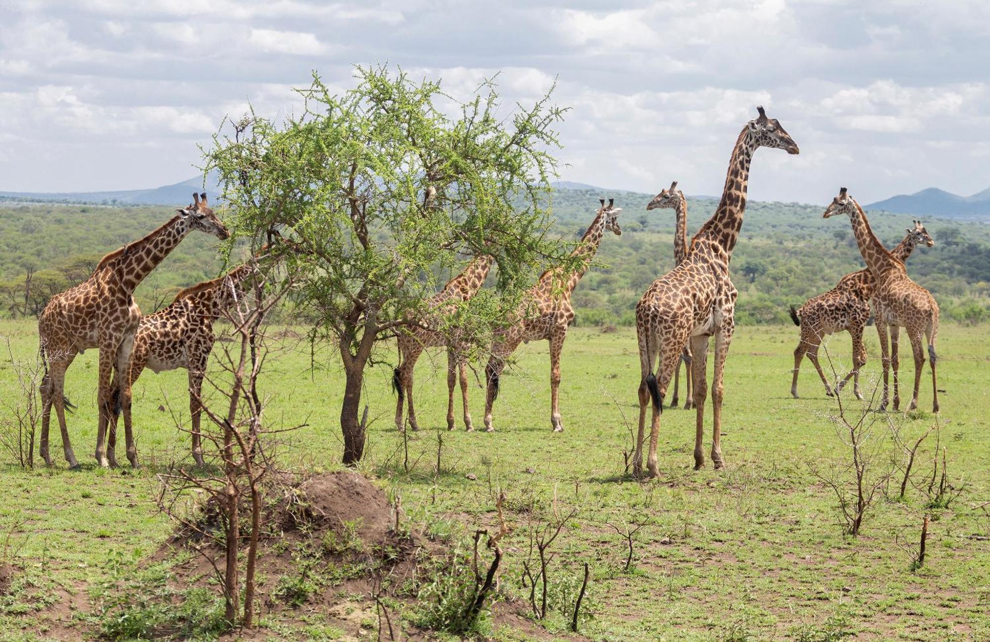 Ngorongoro Lodge Member Of Melia Collection - The Leading Hotels Of The World Exterior foto